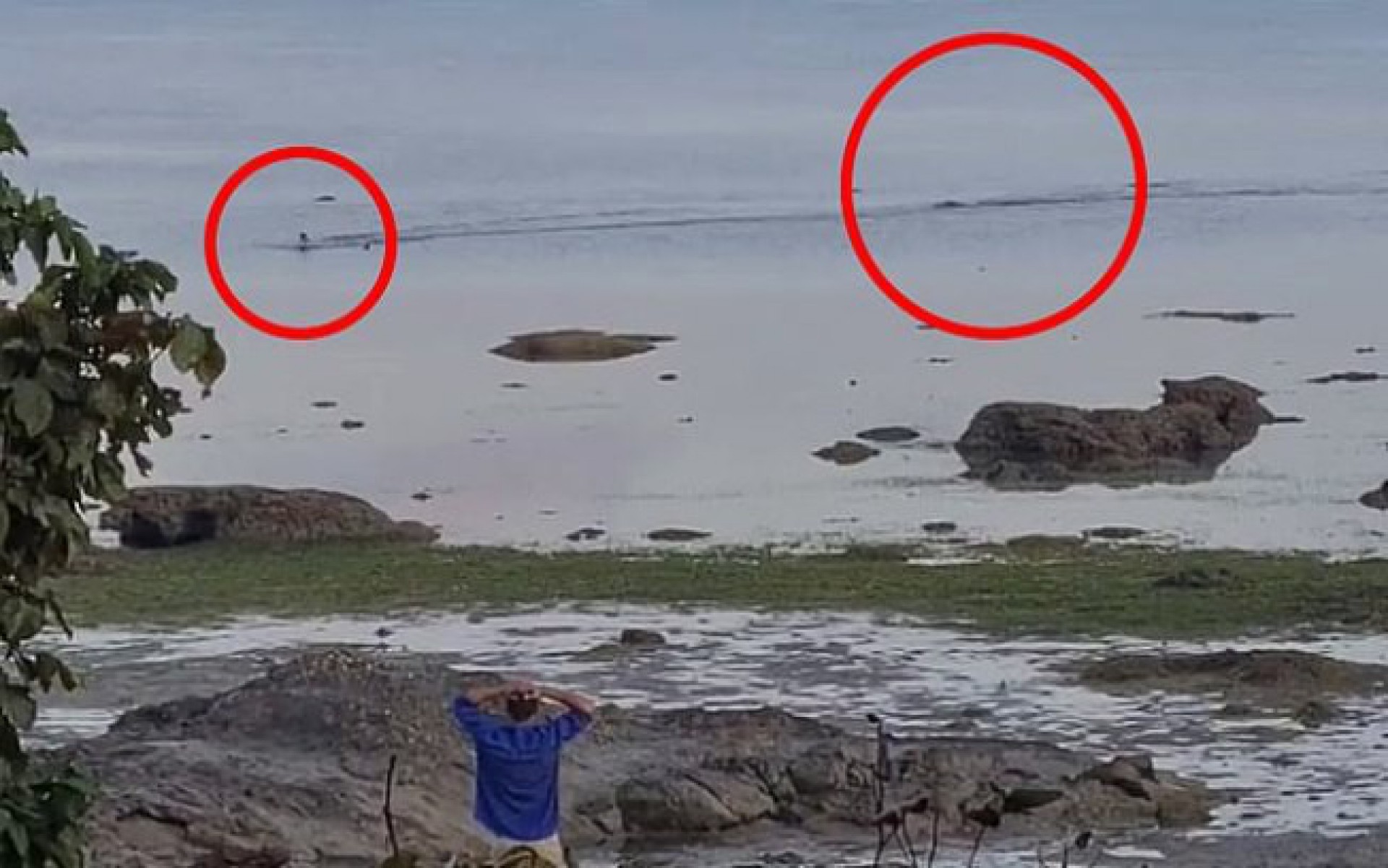 Crocodilo ataca cachorro no mar e dono entra em desespero; assista