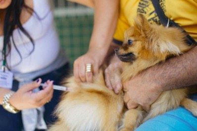 Após morte de cachorro, Câmara cobra da Prefeitura detalhamento de vacinação antirrábica