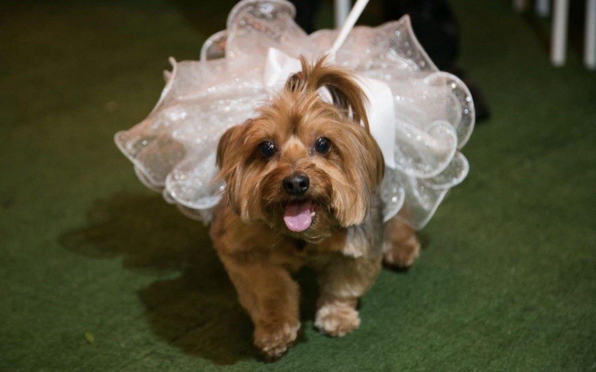 Tikinha foi dama de honra do casamento de seus tutores