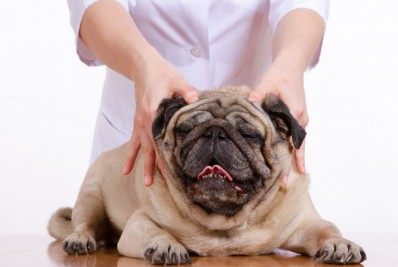 ESPECIAL PETS Terapias alternativas em alta