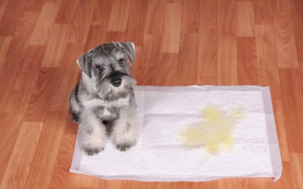 Coloração da urina mostra se o bichinho está bem ou não