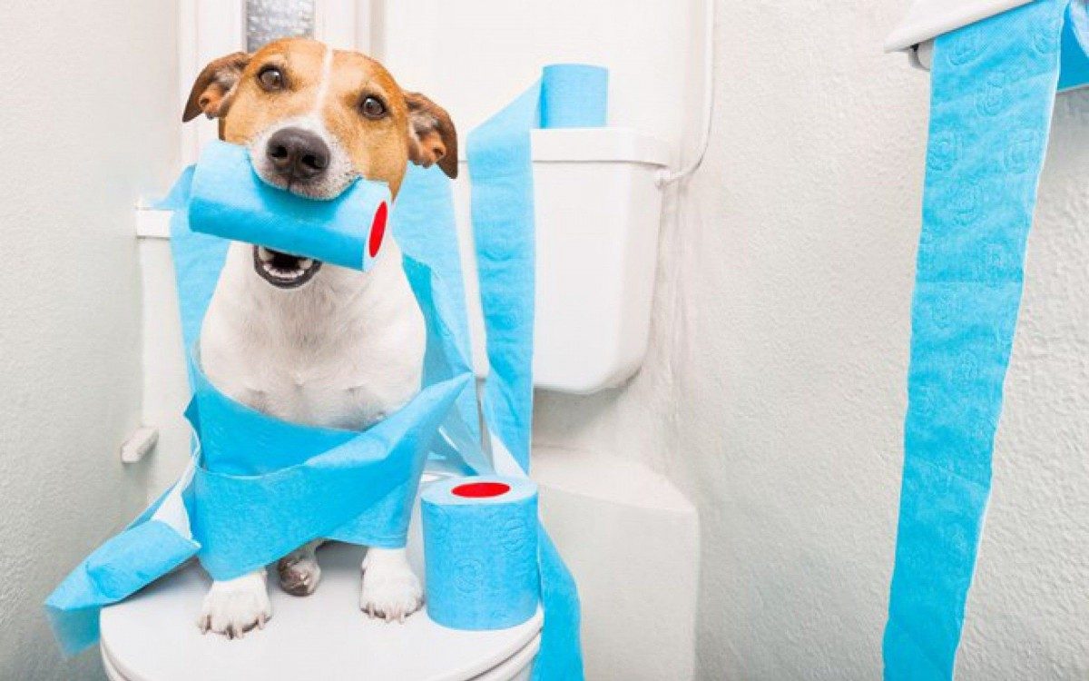 Mas que papelão! Como ensinar o cãozinho a não fazer xixi pela casa toda - Portal IG