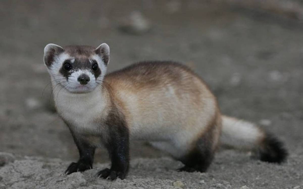 O furão também faz parte da lista dos animais exóticos