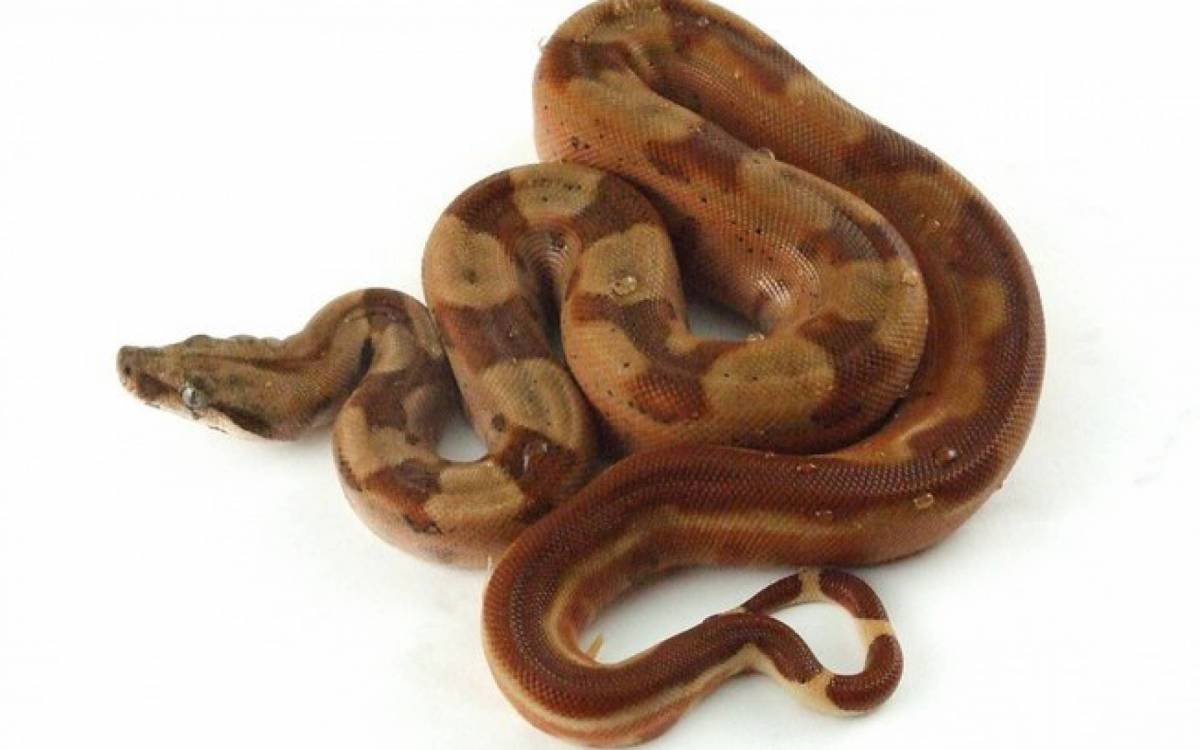 A Jiboia é um animal exótico que não precisa nem de carinho nem de atenção do dono