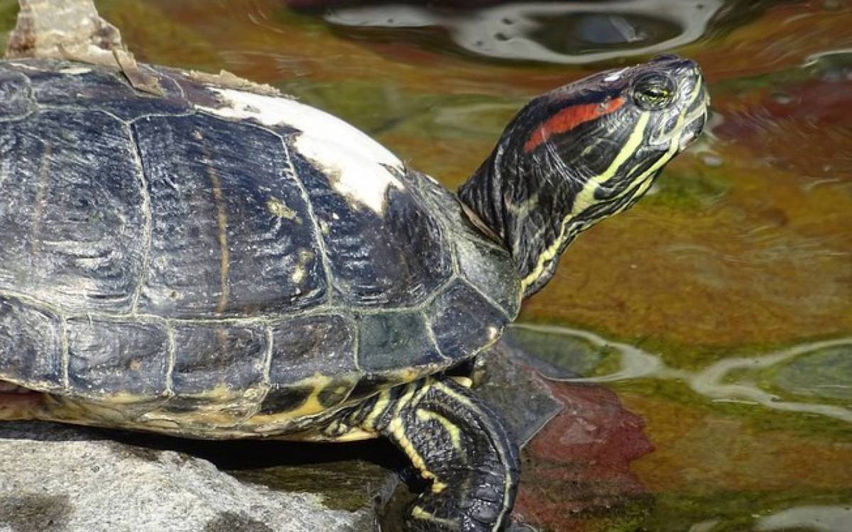 A tartaruga tigre d'agua é um animal que pode ser facilmente comprado