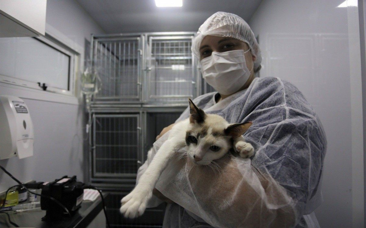 Castramóvel realizou a cirurgia em 100 cães e gatos no Caramujo, o primeiro a receber o serviço - Divulgação