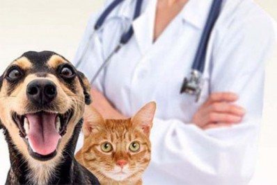 Teresópolis volta a realizar o censo animal para castração gratuita de cães e gatos