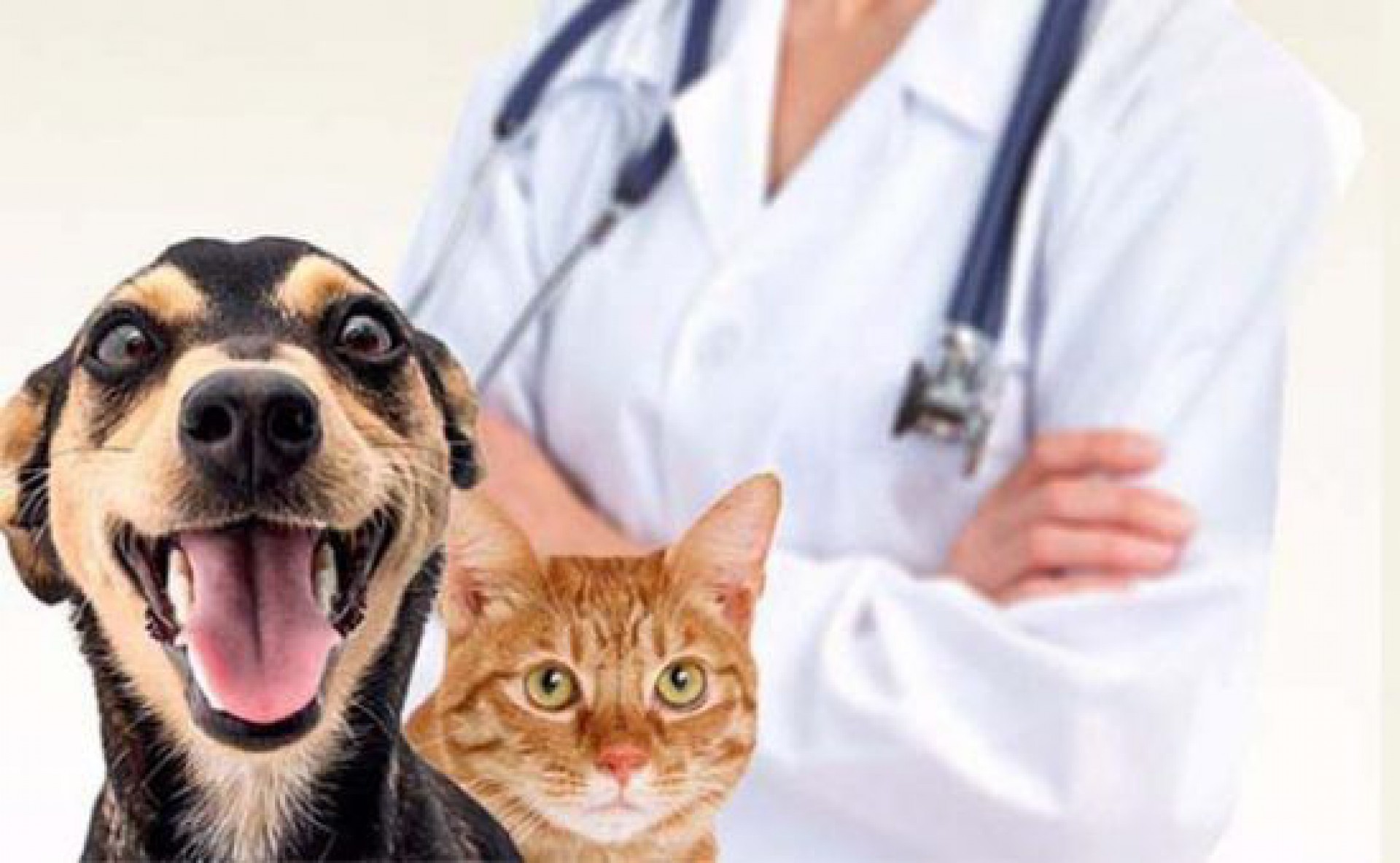 Campanha de castra&ccedil;&atilde;o popular para c&atilde;es e gatos na Regi&atilde;o dos Lagos 