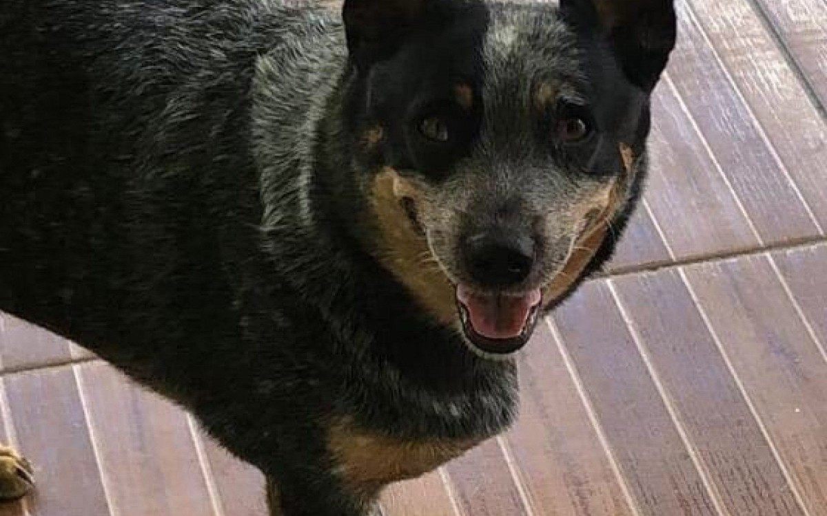 Cão desaparecido em Araçatiba atende por 'Amarula'. - Foto: Divulgação