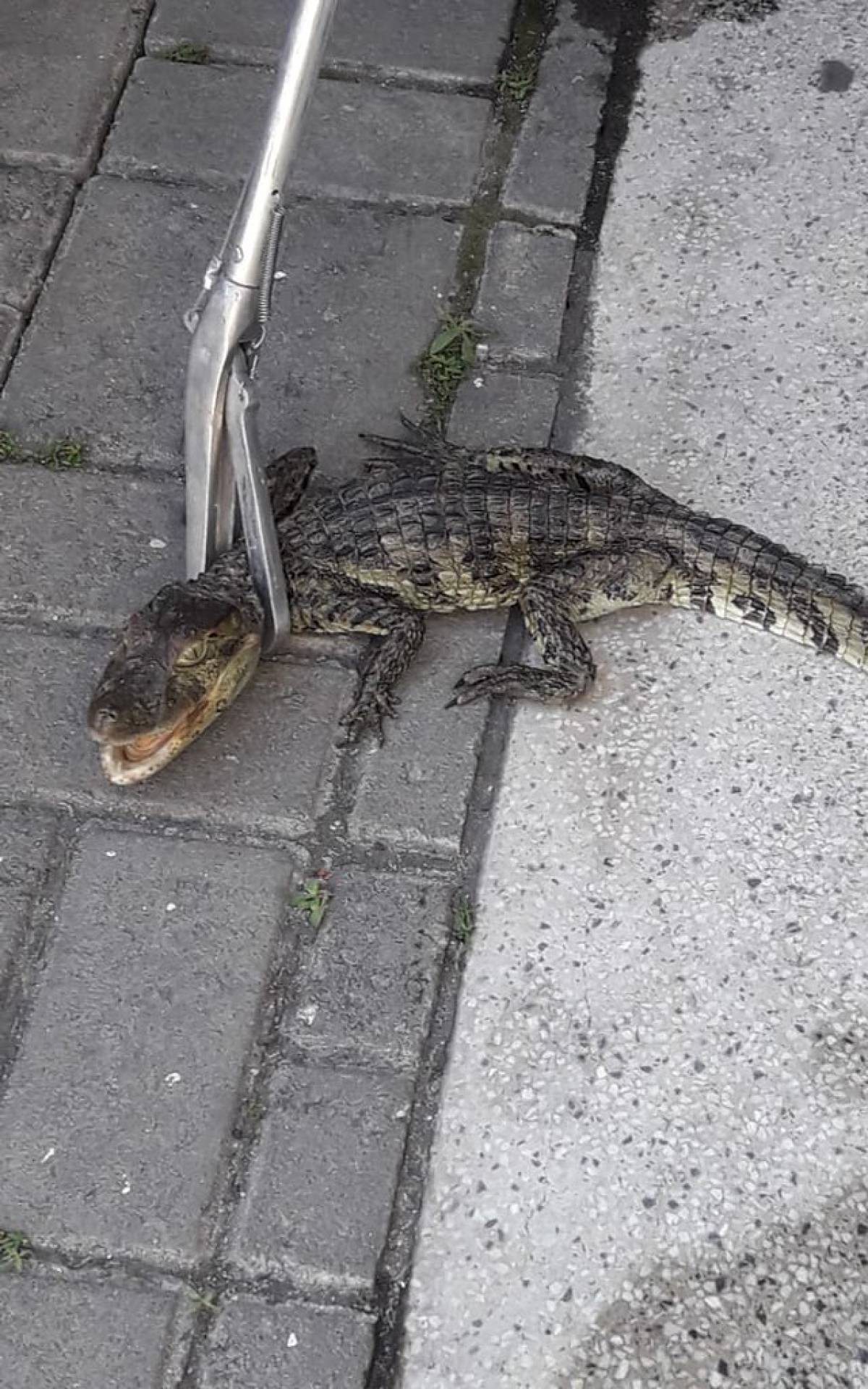 Maus-tratos ao jacaré foi denunciado pelos moradores