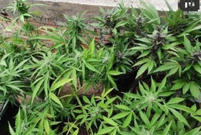 Uso diário de maconha supera o de álcool nos EUA, diz novo estudo