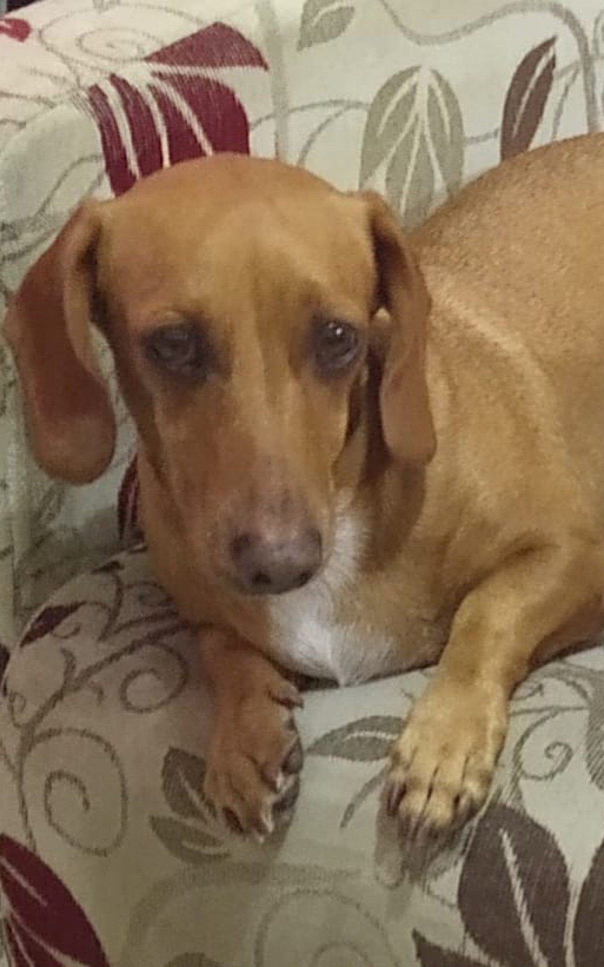 Pipoca foi levada em assalto - Arquivo Pessoal