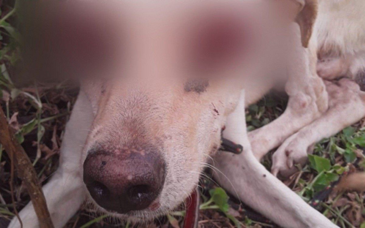 Cachorro teve os olhos arrancados em Major Izidoro, em Alagoas - Reprodução Redes Sociais