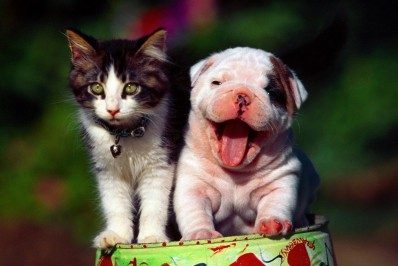 Feira de adoção de cães e gatos acontece na praça da Igreja Matriz