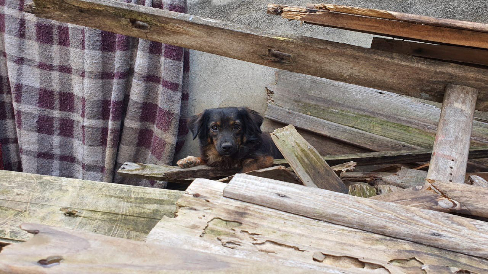 Grupo de proteção aos animais busca novos lares para cães que ficaram sem a dona - Divulgação
