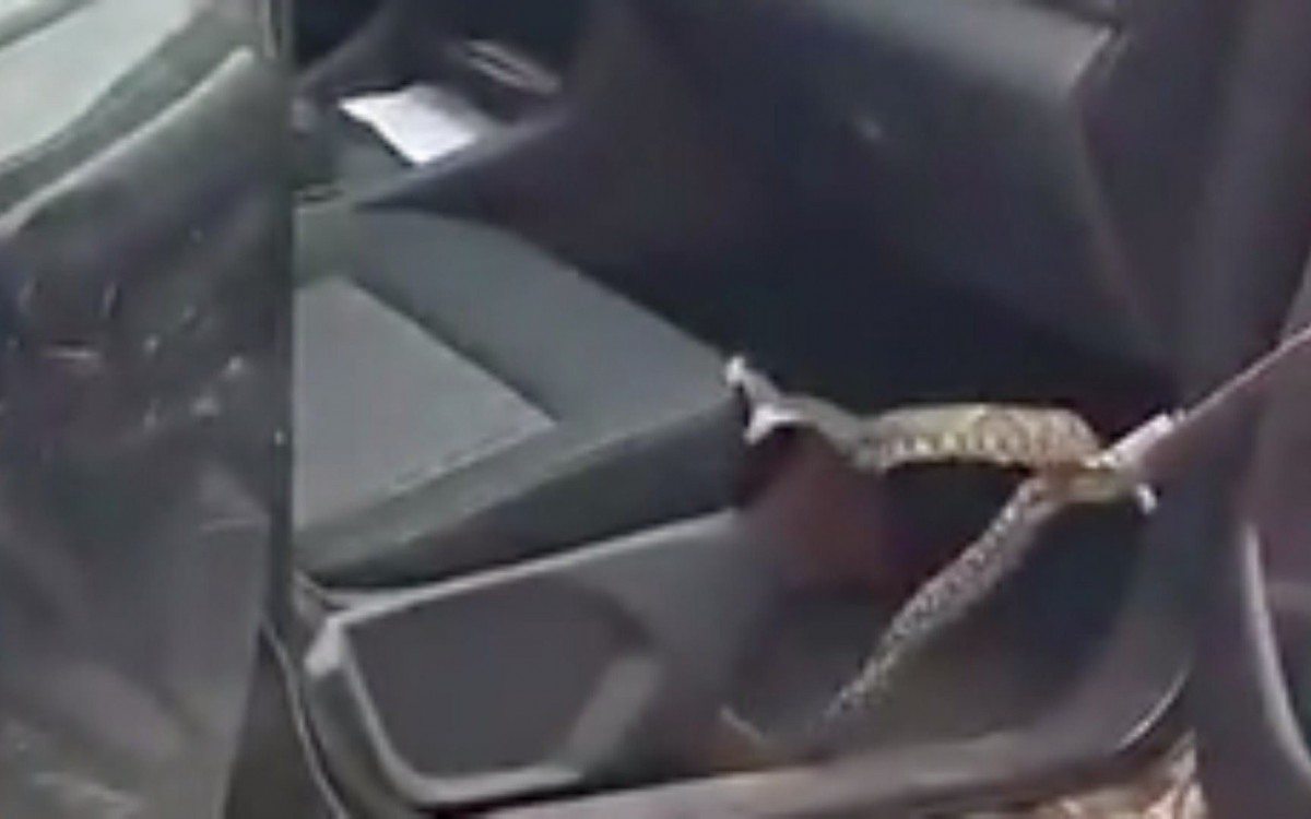 A cobra foi retirada pelos bombeiros e solta em uma mata