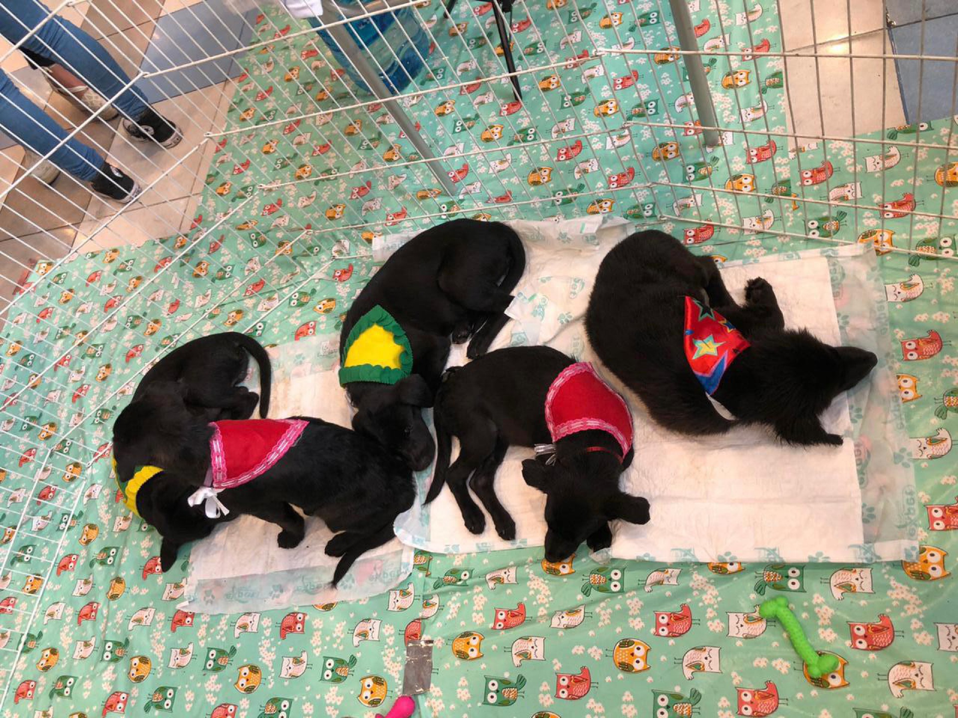 Feira aconteceu em Bangu Shopping - Divulgação