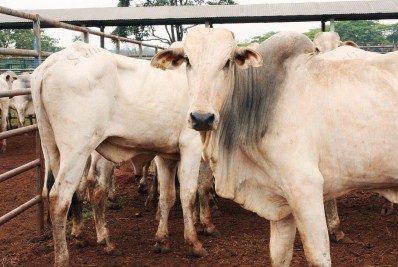 Ministério da Agricultura coloca em consulta pública regulamento técnico para carne moída