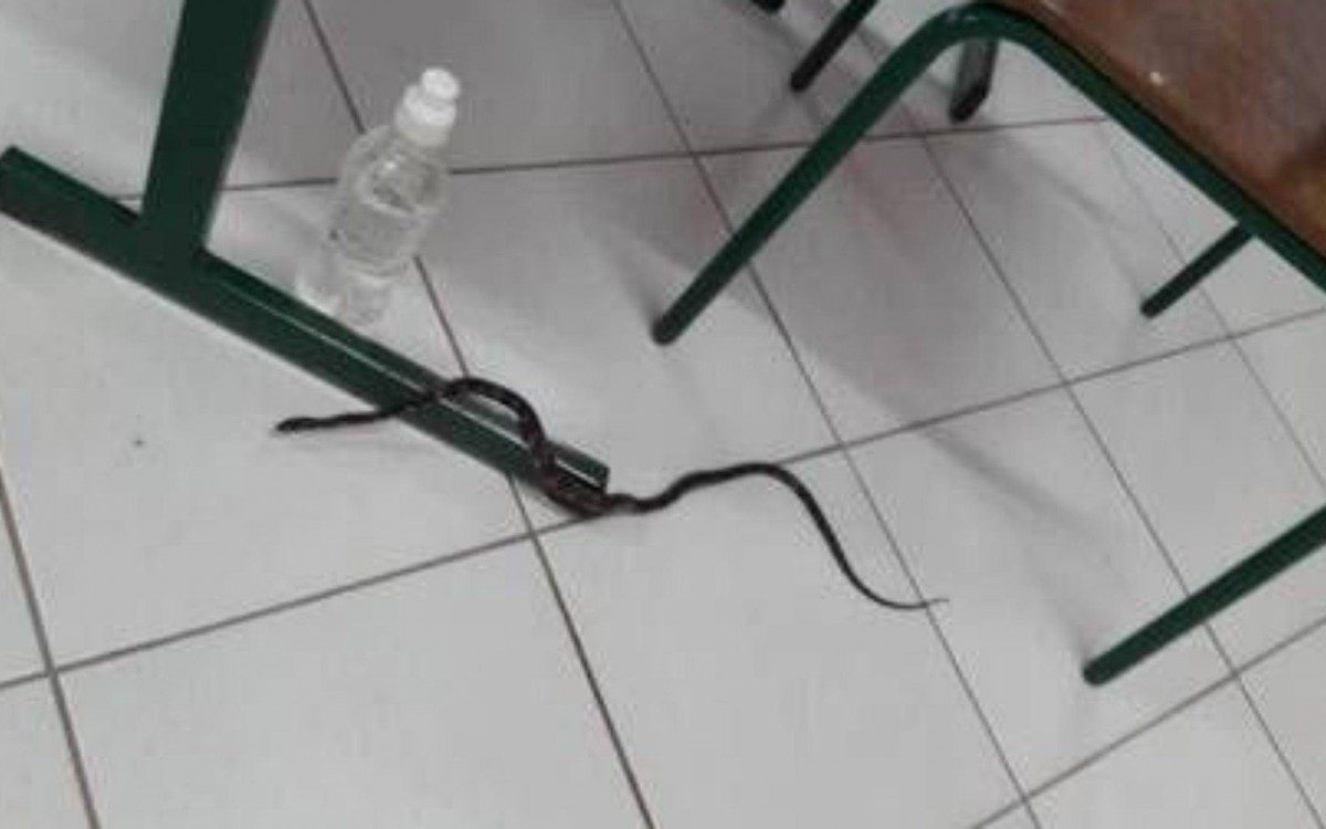 Cobra em cidade do sul  - Reprodução 