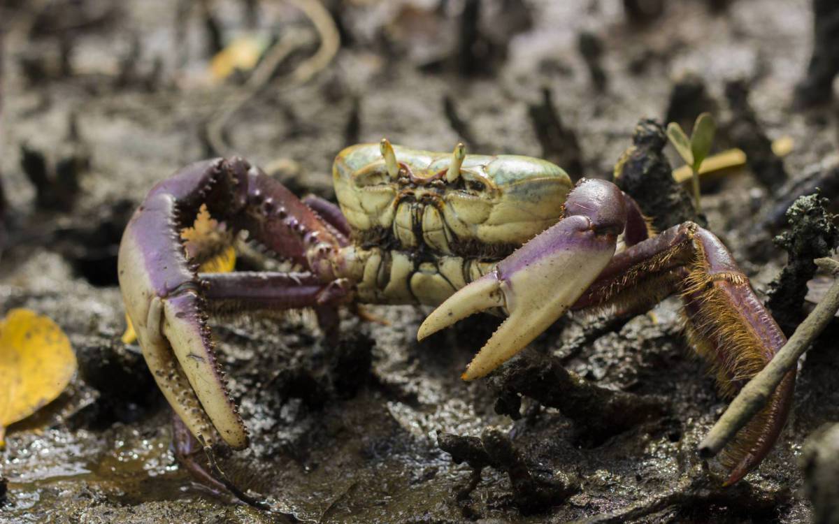 Prêmio tem o objetivo de difundir e premiar iniciativas bem-sucedidas no estado do Rio, em prol da sustentabilidade.  
