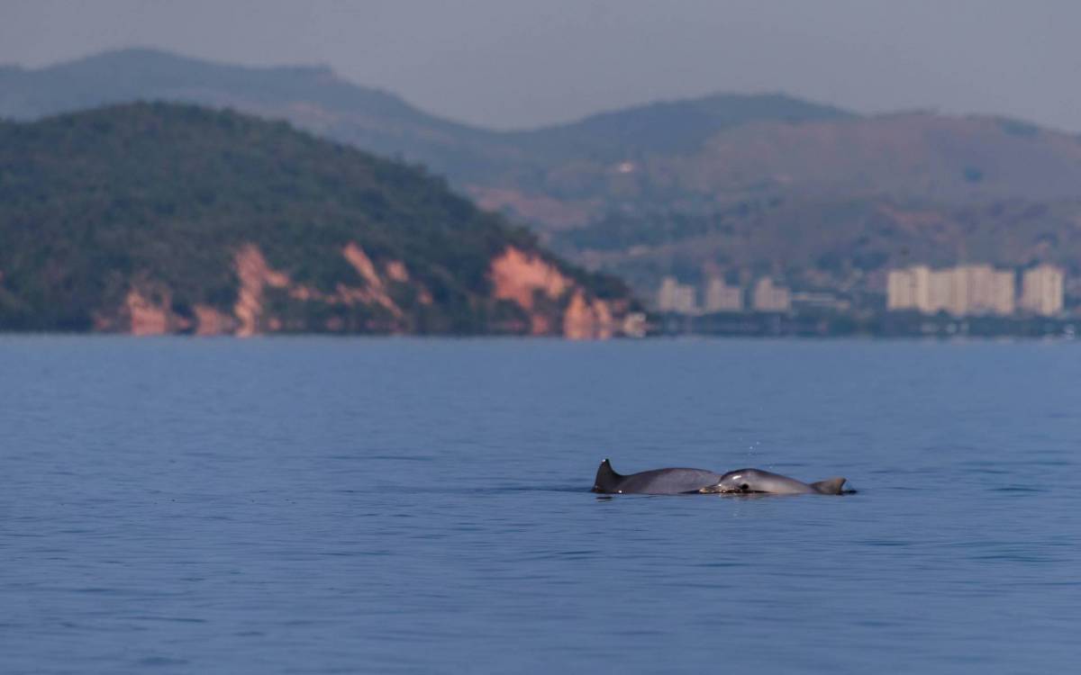 Projeto criou a Operação Limpaoca, que retirou 35 toneladas de lixo de 28 hectares de manguezais no recôncavo da Guanabara
