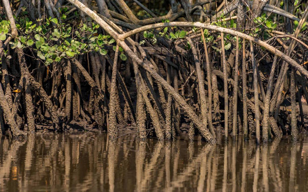 ONG é considerada referência nacional pela Plataforma EduCares do Ministério do Meio Ambiente
