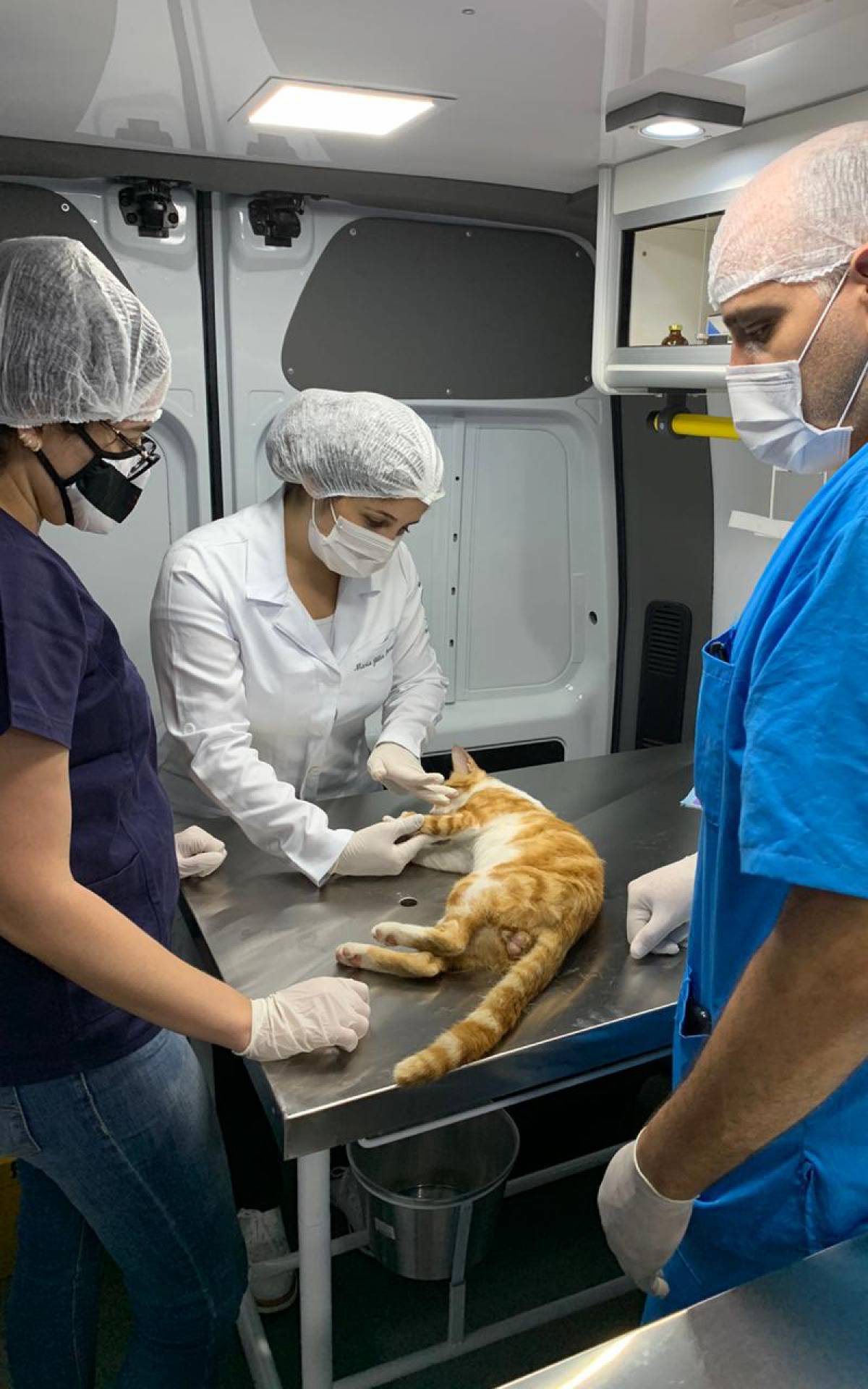 Campanha já realizou 14 castrações e a meta do programa é atender 50 animais por mês