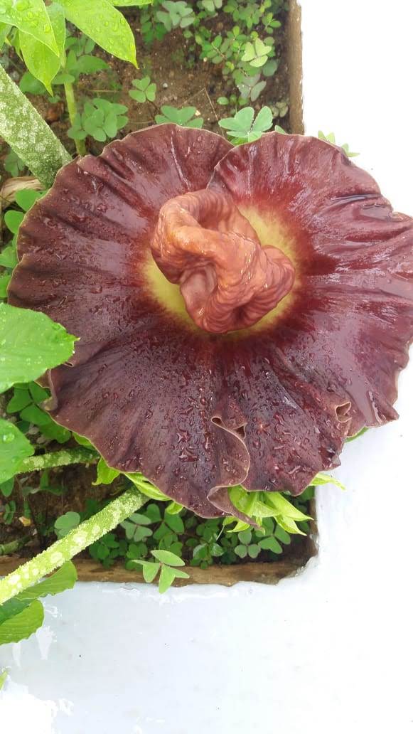 Flor de Carne, em novembro de 2019