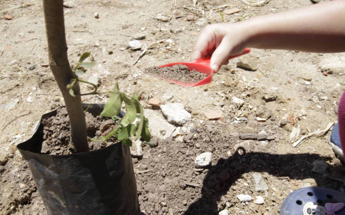 Plantio será pago por medidas compensatórias de empresas que causam danos ao meio ambiente