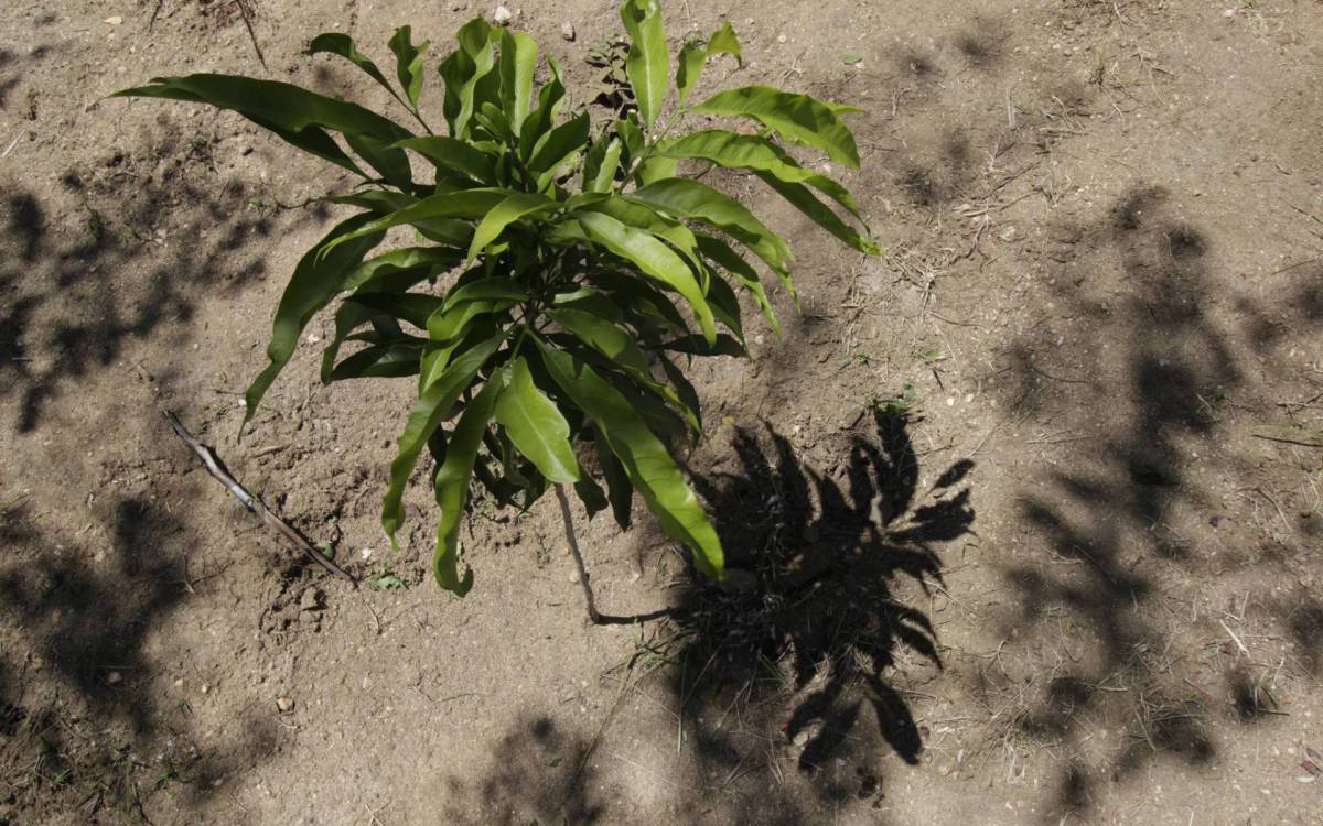 Objetivo é transformar a Serra da Posse em um 