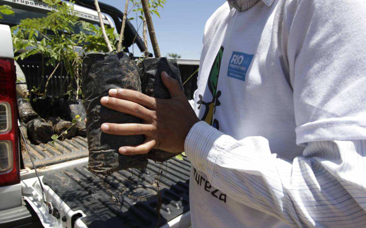 Mudas serão plantadas em uma área que se estende por 16 hectares, o equivalente a 160 mil metros quadrados