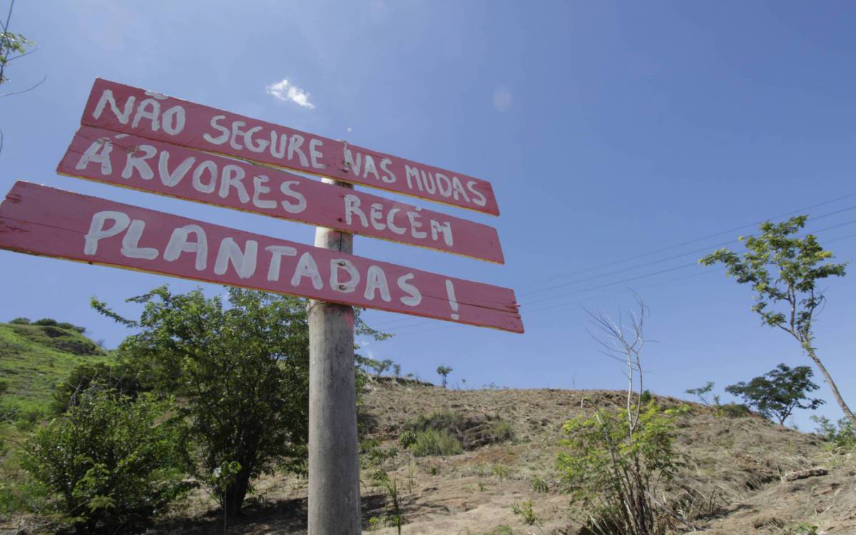 Mudas serão plantadas em uma área que se estende por 16 hectares, o equivalente a 160 mil metros quadrados
