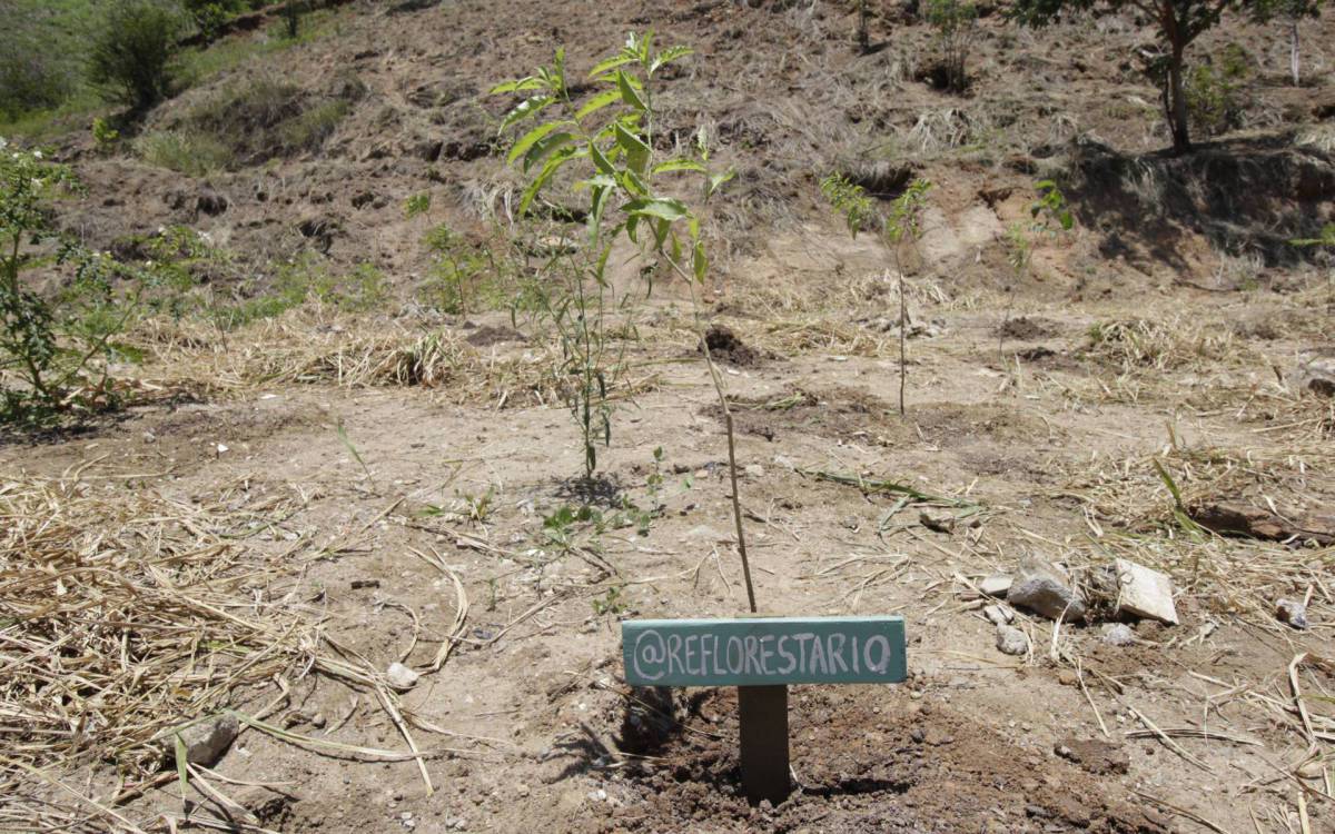Projeto está dividido em quatro módulos de reflorestamento, batizados de Caminho das Aves, Nosso Bosque, Ampliação do Nosso Bosque e Reflorestamento Serra da Posse