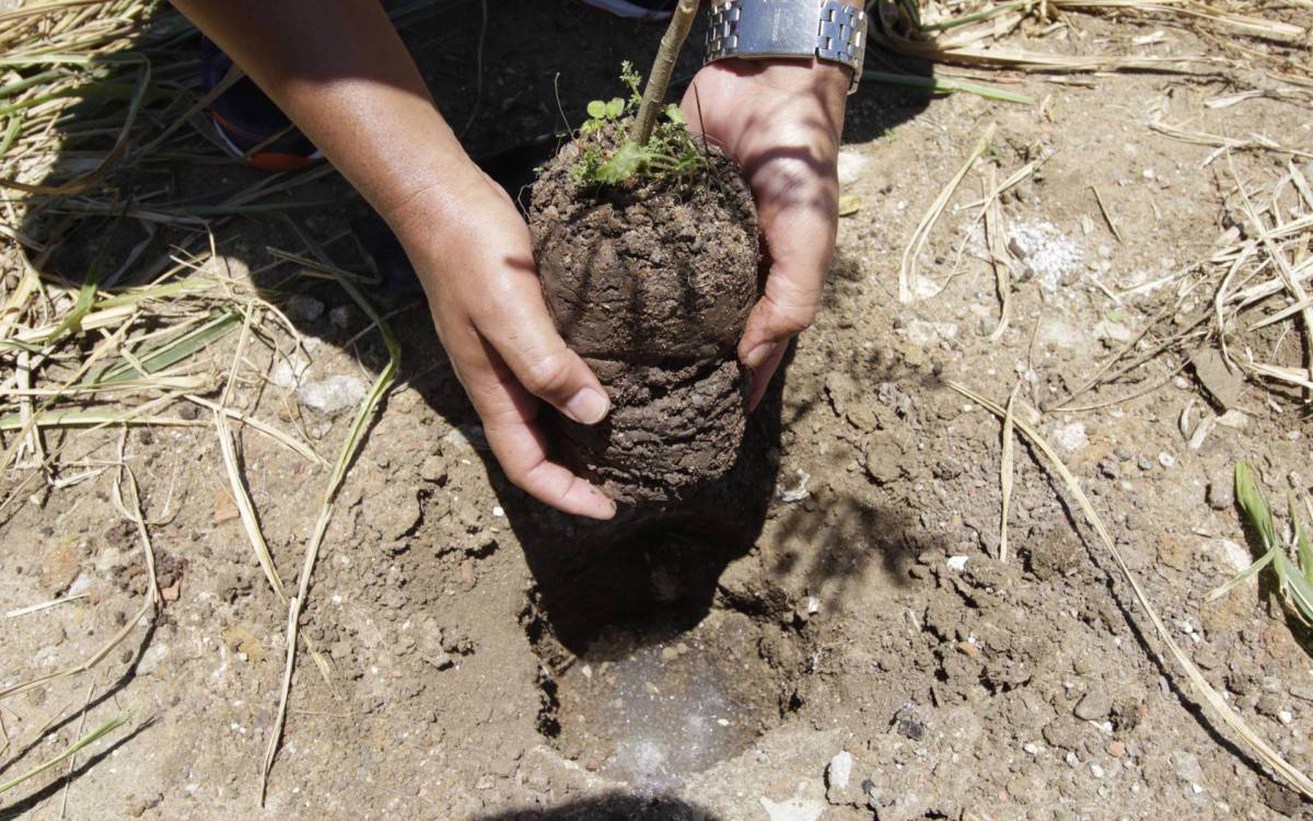Objetivo é estimular a movimentação da fauna e provocar aumento do fluxo de aves, morcegos e insetos