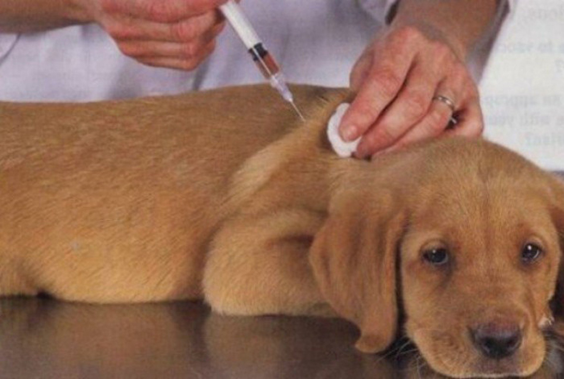 Приготовить вакцину в домашних условиях. Прививка собаке. Уколы животным. Вакцины для животных. Вакцинация собак от бешенства.