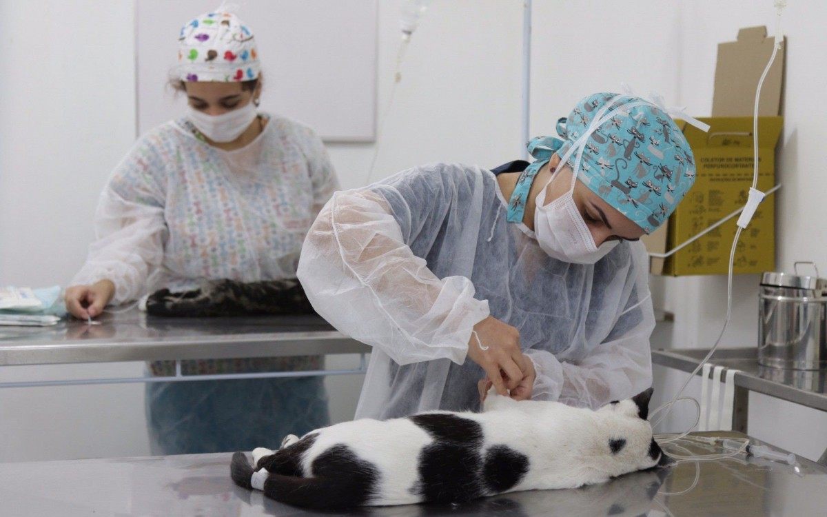 Prefeitura do Rio oferece cirurgias gratuitas de castração de cães e gatos - Hudson Pontes/Prefeitura do Rio