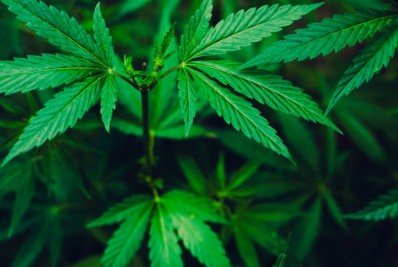 Agência Mundial Antidoping revisará proibição de maconha no esporte