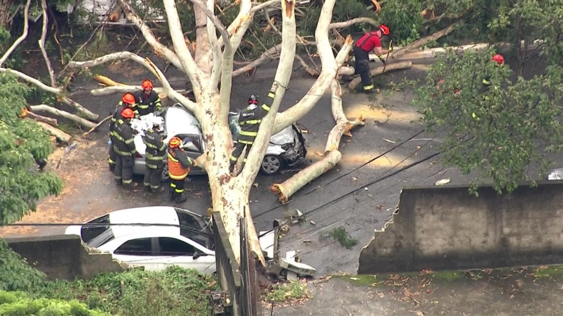 S&atilde;o Paulo: prefeitura tinha pedido para podar &aacute;rvore que caiu e matou mulher
