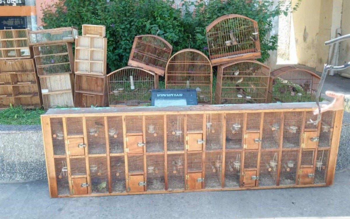 Os animais serão destinados à soltura assim que avaliadas as suas condições de saúde - Divulgação