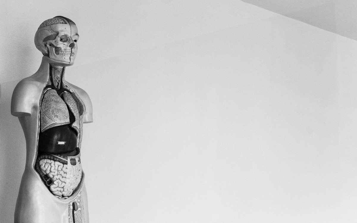 Corpo humano - Reprodução de Internet