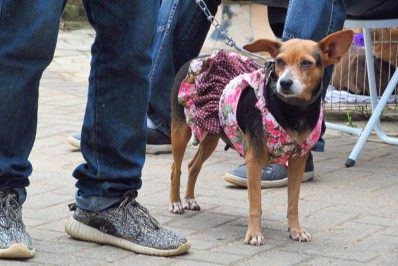 Prefeitura de Paty do Alferes lança projeto de mil castrações para cães e gatos