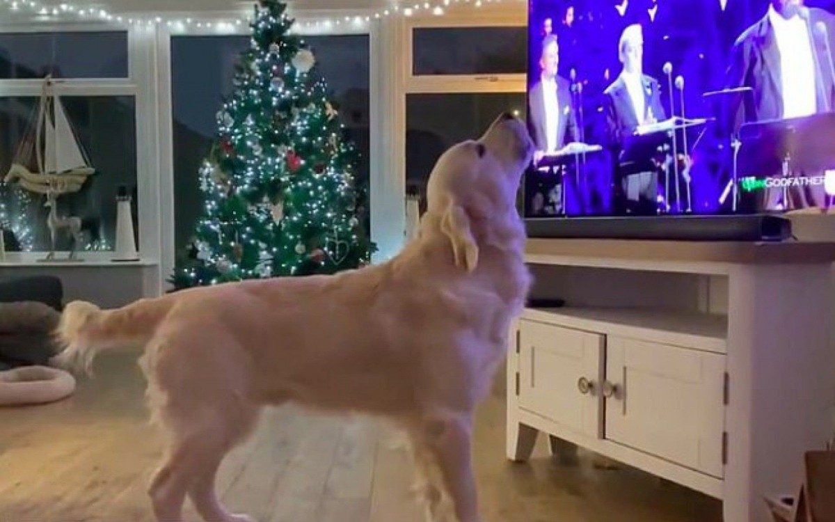 Hugo, Golden Retriever que canta musicas natalinas
 - Reprodução Internet