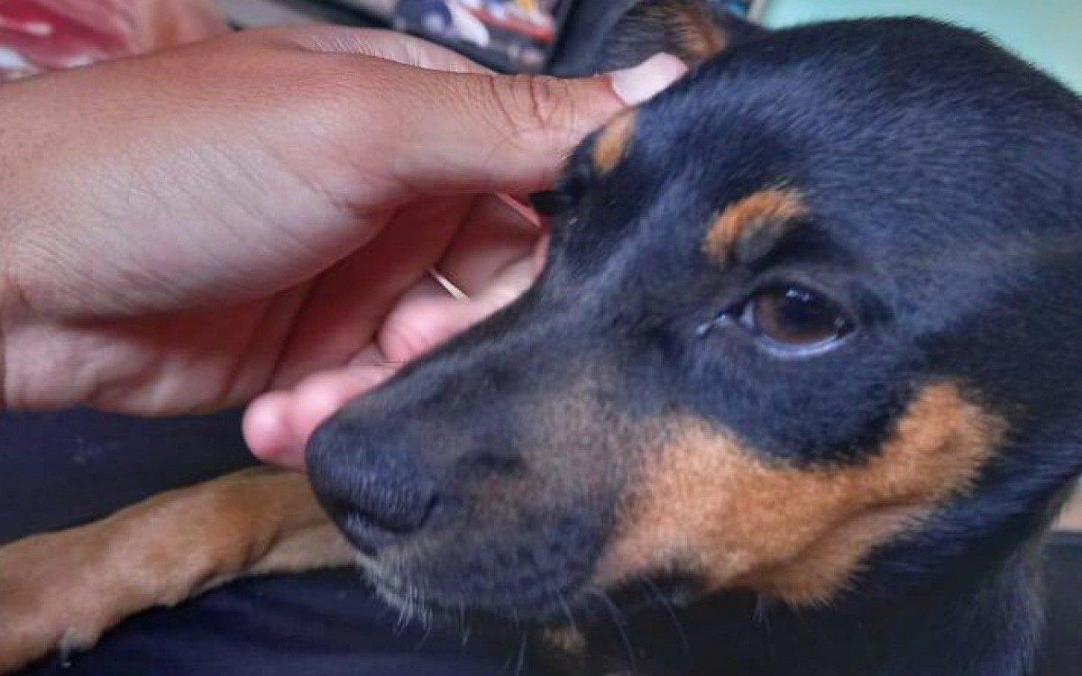NINA cadela desaparecida em Itabepa. Raça: Pinscher - Foto: Maricatotal