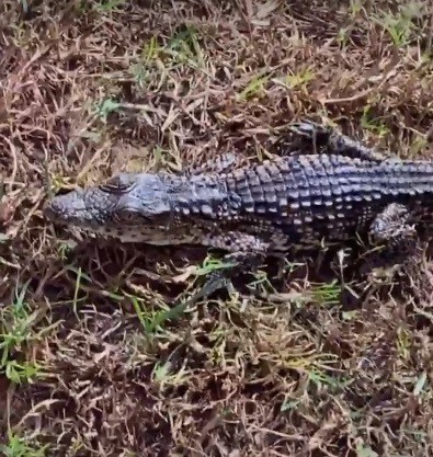 Ludmilla visita zoológico particular - reprodução do instagram