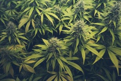 Mercado de maconha medicinal pode movimentar até R$ 9,5 bilhões por ano até 2025