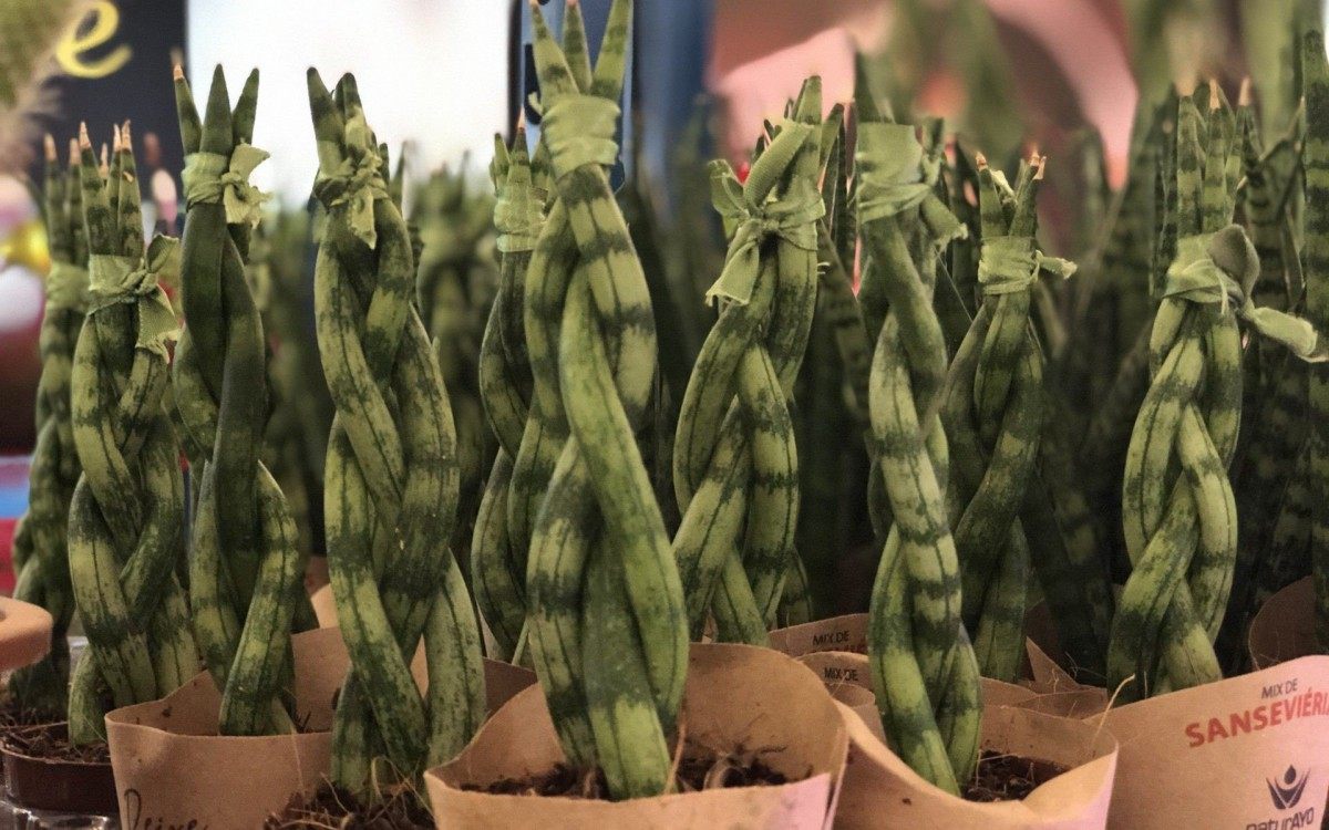 Caxias Shopping recebe Feira Florescer com árvores e enfeites natalinos