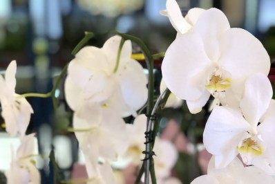 Caxias Shopping recebe Feira Florescer com árvores e enfeites para o Natal