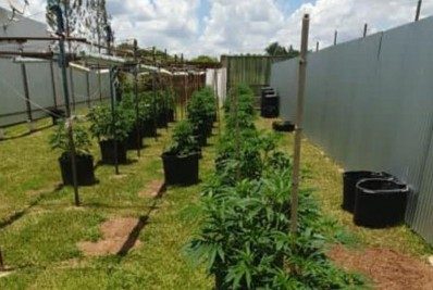 DF: Mulher e filhos de delegado preso com plantação de maconha deixam presídio