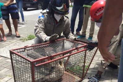 Bicho-preguiça é resgatado na estação de metrô de São Conrado
