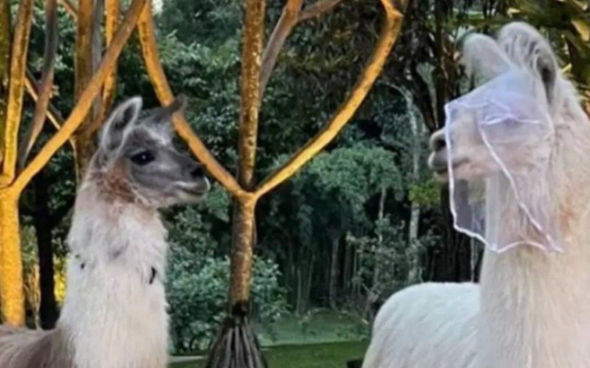 Lhamas foram os astros do casamento de Lívia Nunes - Reprodução/Instagram